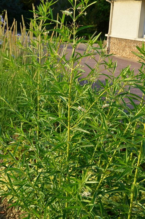 Gomphocarpus physocarpus (2)